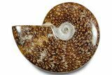 Polished Ammonite (Cleoniceras) Fossil - Madagascar #283347-1